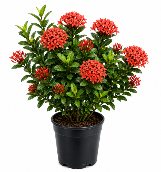 Ixora Plant Sapling - The Mini Roots