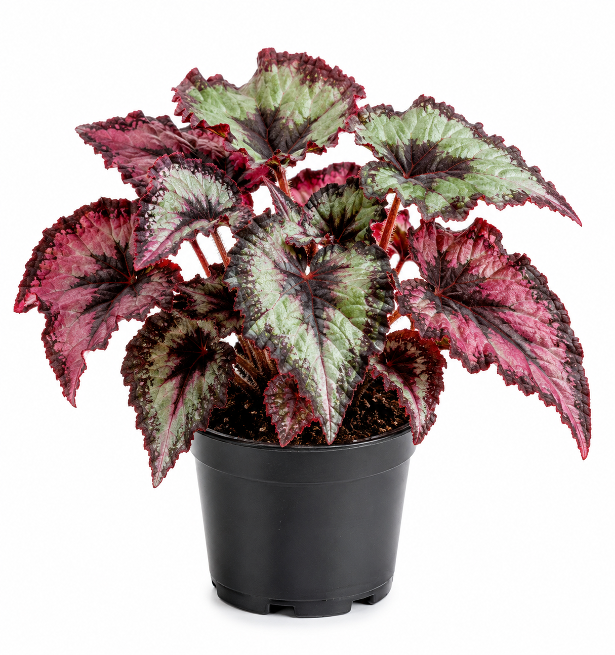 Begonia Rex - The Mini Roots