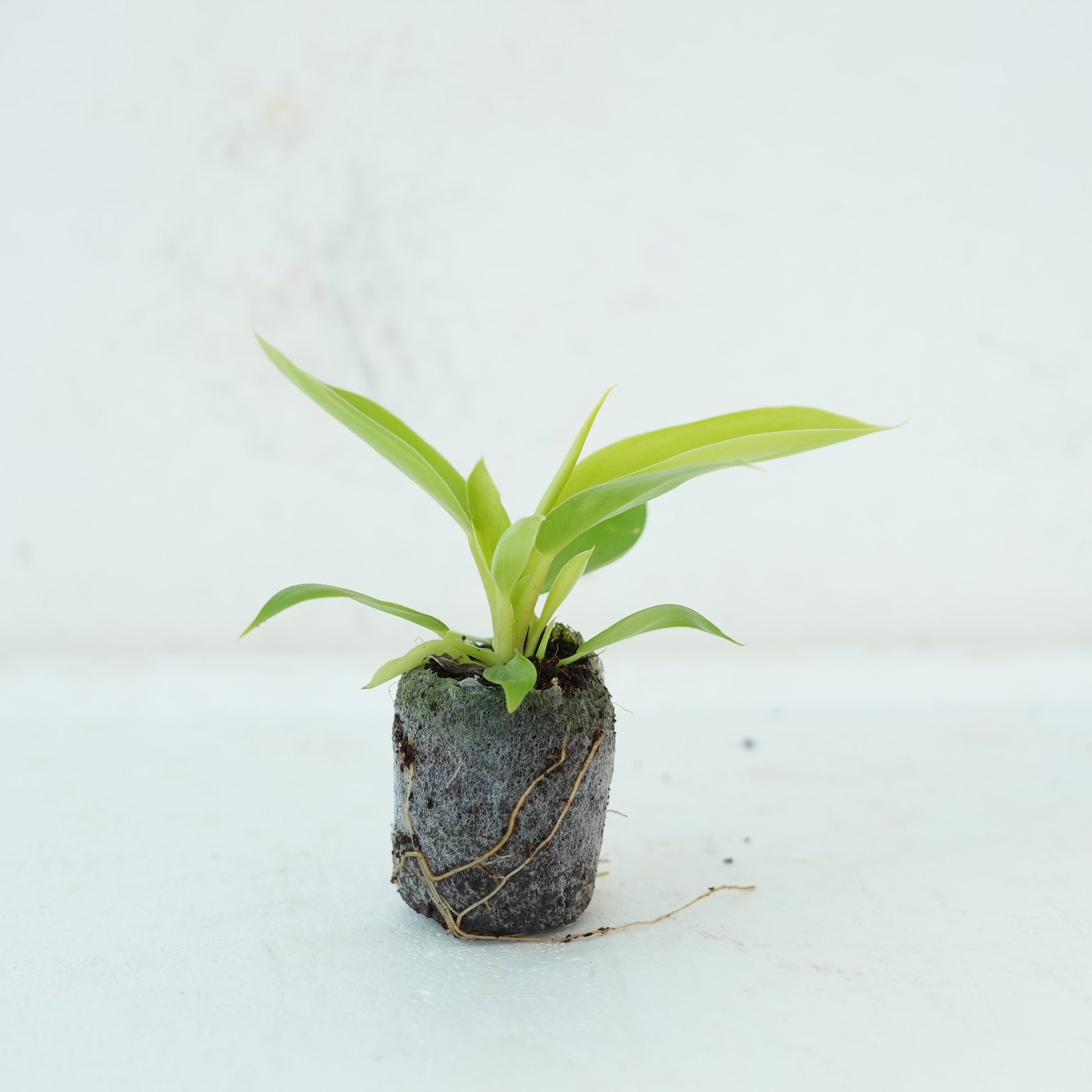 Philodendron Moonshine Plant Sapling - The Mini Roots