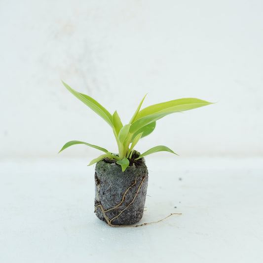 Philodendron Moonshine Plant Sapling - The Mini Roots
