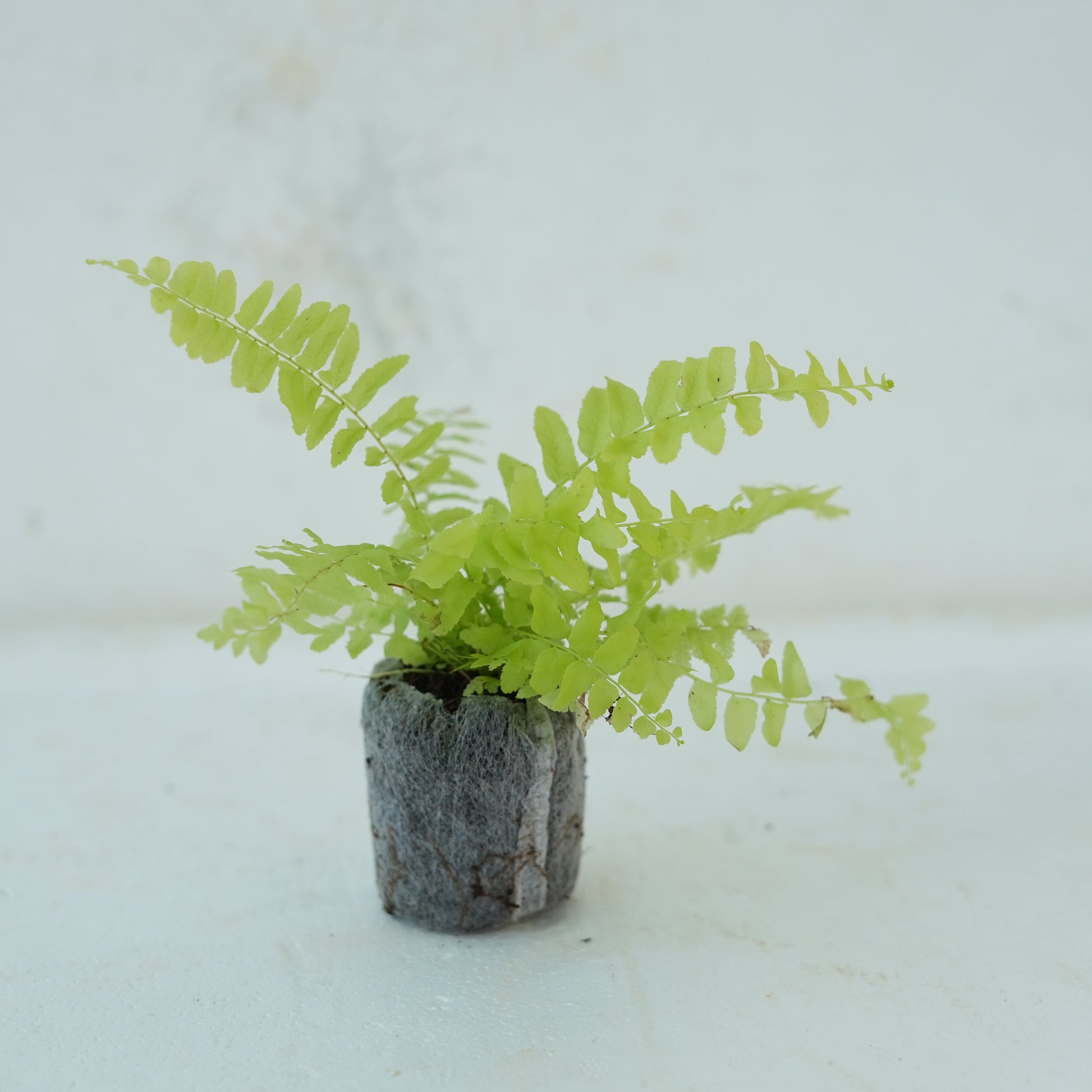 Boston Fern Plant Sapling - The Mini Roots