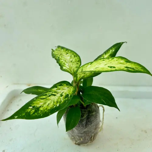 Dieffenbachia Plant Sapling - The Mini Roots