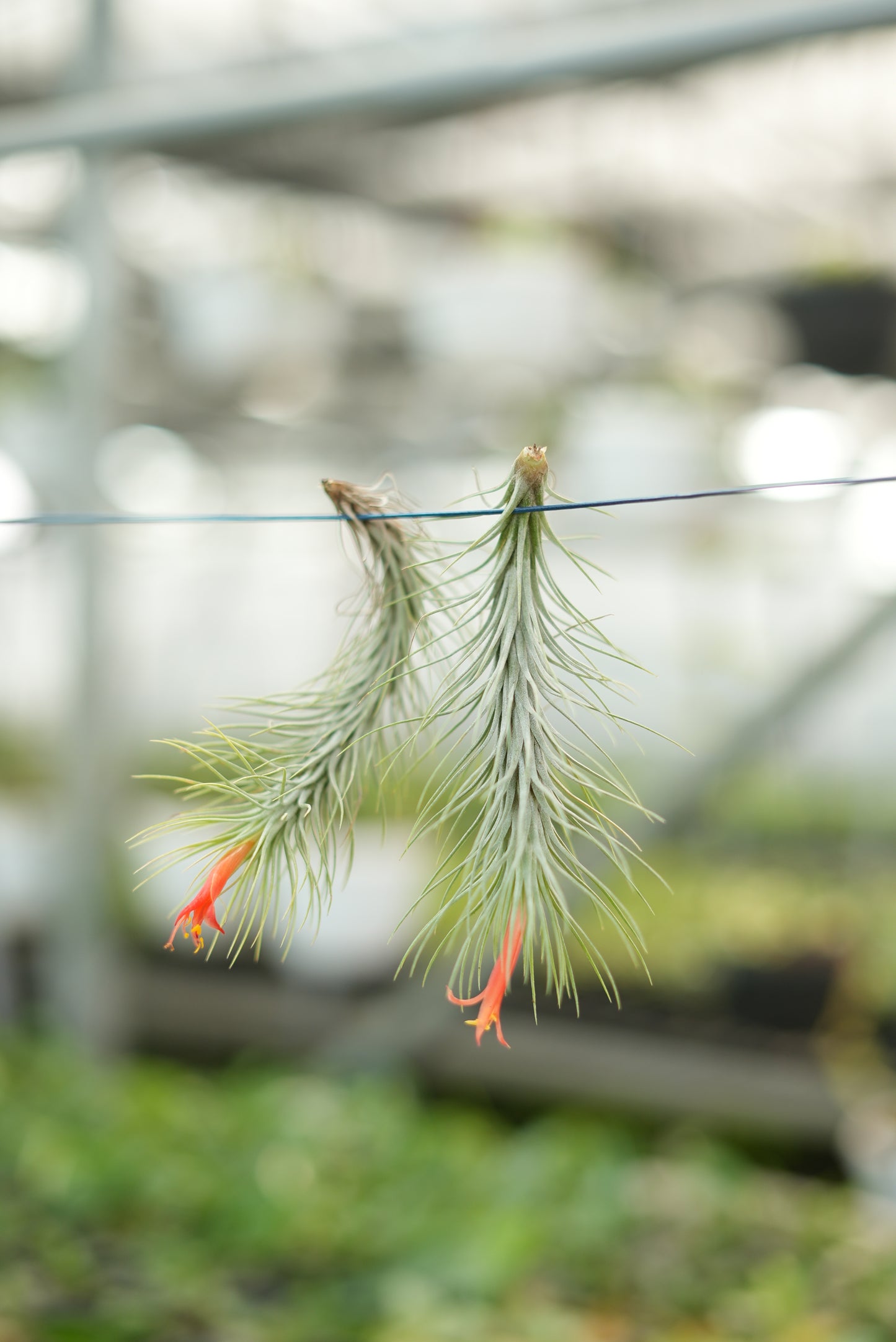 Silver Air plant - The Mini Roots
