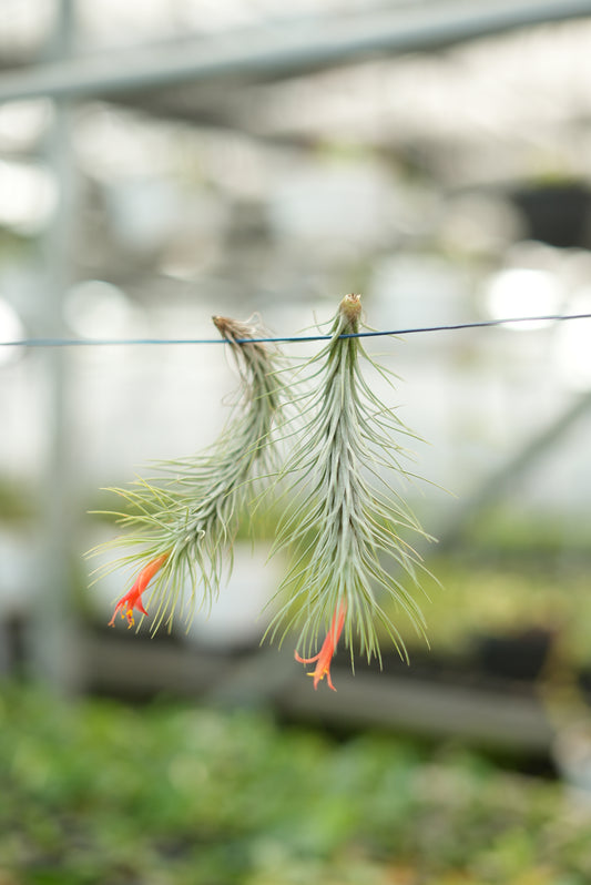 Silver Air plant - The Mini Roots