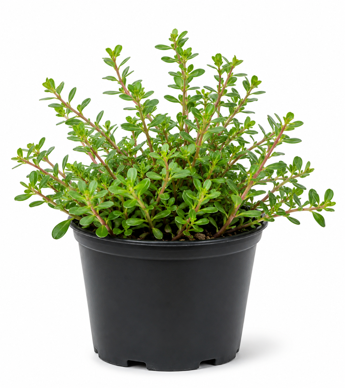Portulaca Plant Sapling - The Mini Roots