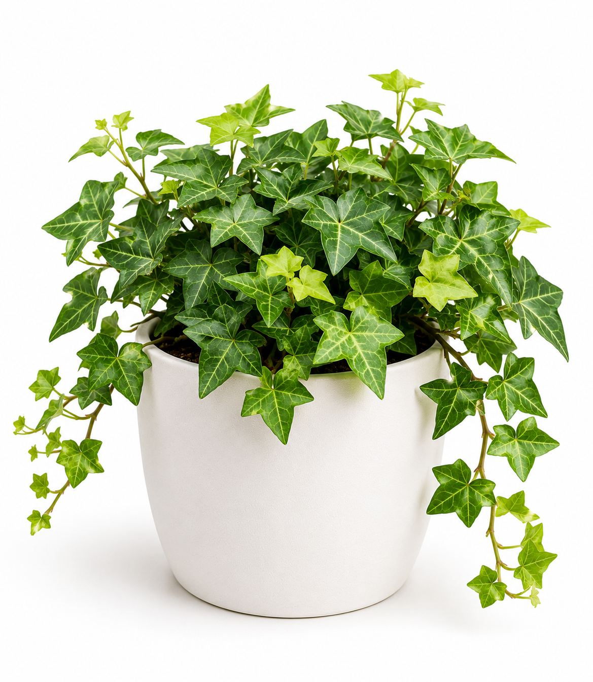 English Ivy Plant Sapling - The Mini Roots