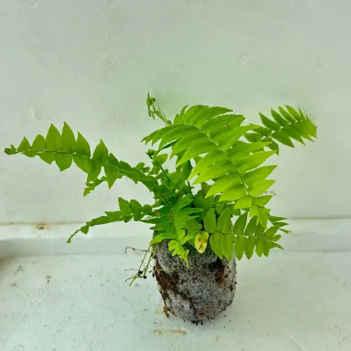 Boston Fern Plant Sapling - The Mini Roots