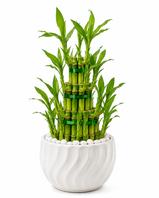 Lucky Bamboo - The Mini Roots