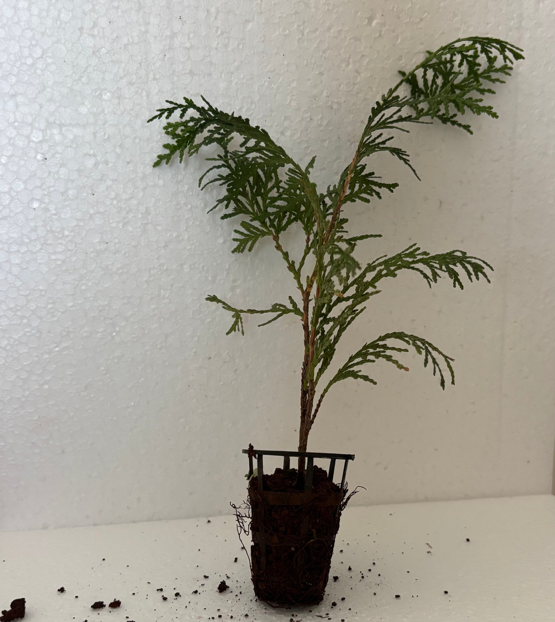 Golden Thuja Plant Sapling - The Mini Roots