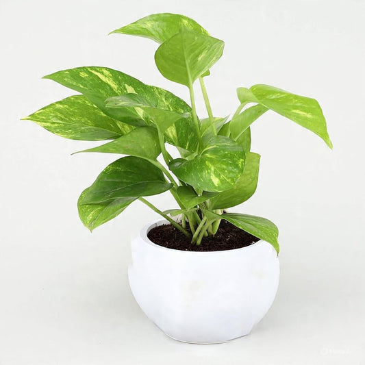 Money Plant Sapling