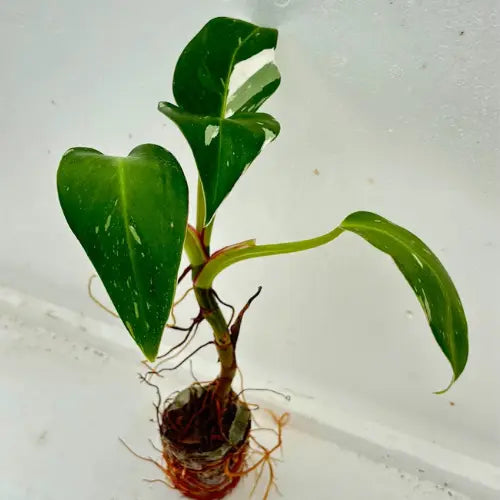 Philodendron White Princess Plant Sapling