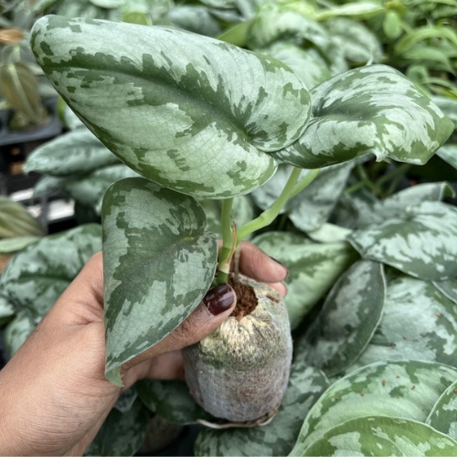 Silver Money Plant Sapling