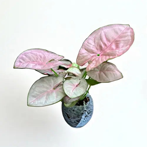 Syngonium Pink Plant Sapling