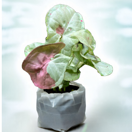 Syngonium Confetti Plant Sapling