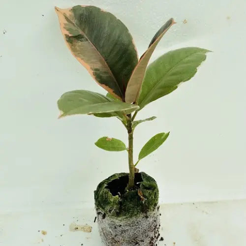 Variegated Rubber Plant Sapling