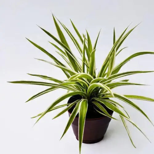 Spider Plant Sapling