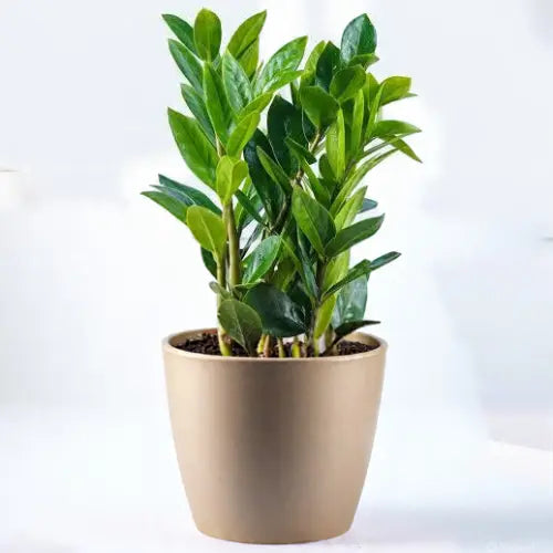 Green ZZ Plant Sapling