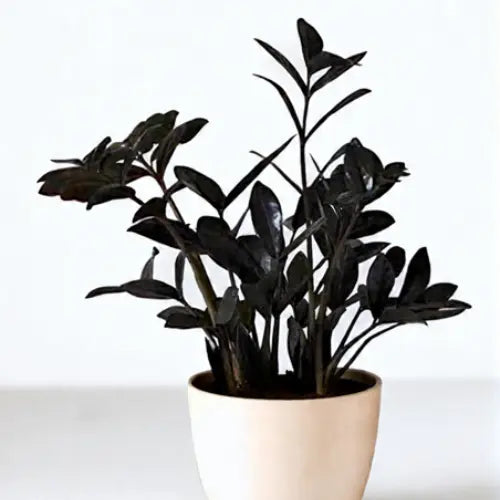 Rare Black ZZ Plant Sapling