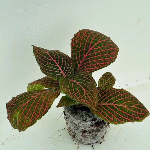 Fittonia Red Plant Sapling