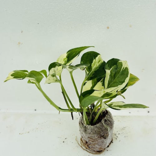 Enjoy Money Plant Sapling