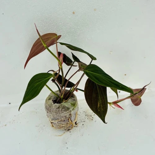 Philodendron Micans Plant Sapling