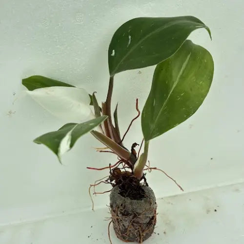 Philodendron Pink Princess Plant Sapling