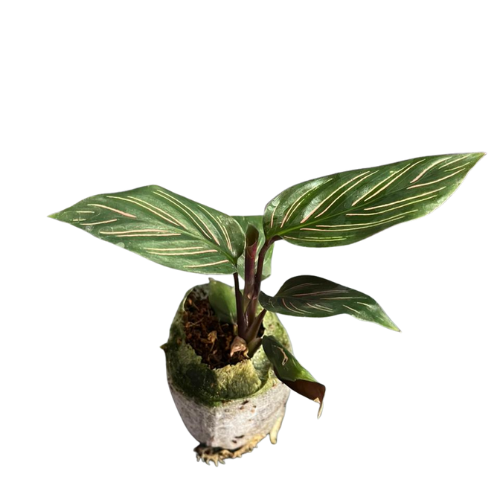 Calathea Ornata Plant Sapling