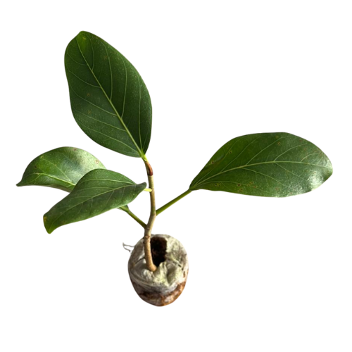 Fiddle Leaf Fig Plant Sapling