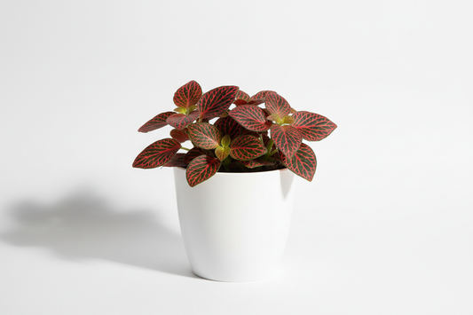 fittonia red with white pot