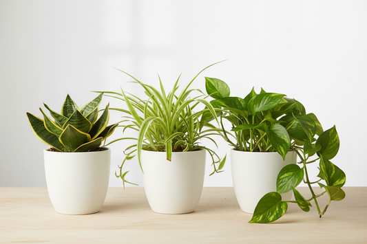 generate an image of sansevieria trifasaciata hahnii plants spider plant and money plant in white pots 