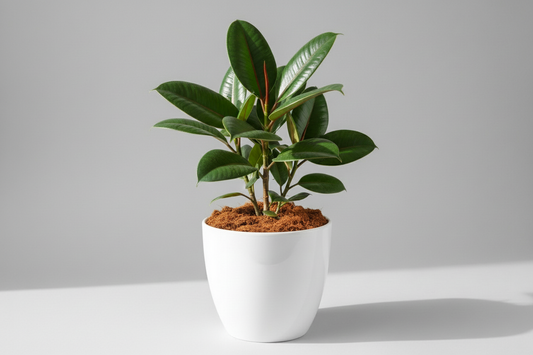 make coco peat upto pot level