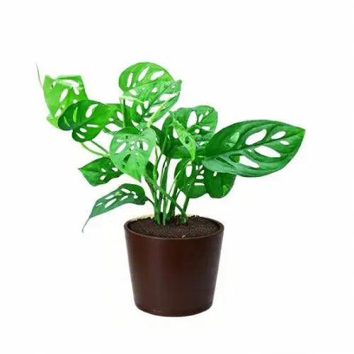 Monstera Broken Heart Plant Sapling