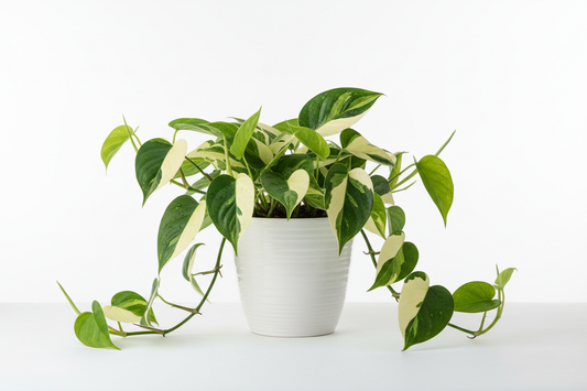 philodendron oxycardium variegated plant with white pot