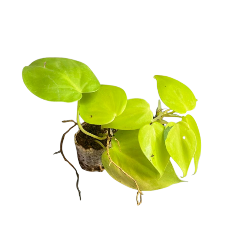Philodendron Oxycardium Golden Plant Sapling