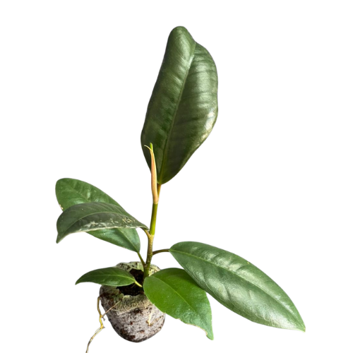 Rubber Plant Sapling