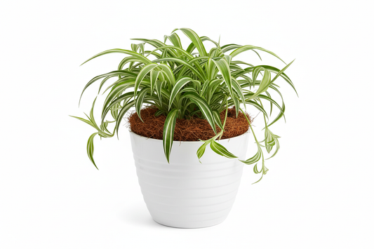 spider plant in premium white pot and coco peat