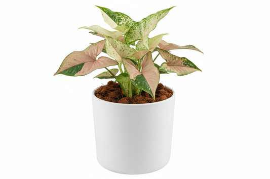 syngonium confetti with white pot and coco peat