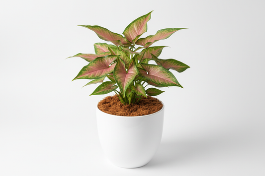 Syngonium Pink plant with white pot and coco peat