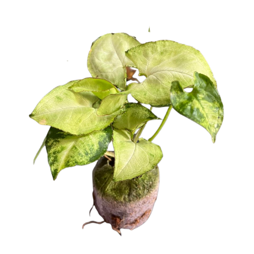 Syngonium White Butterfly Plant Sapling